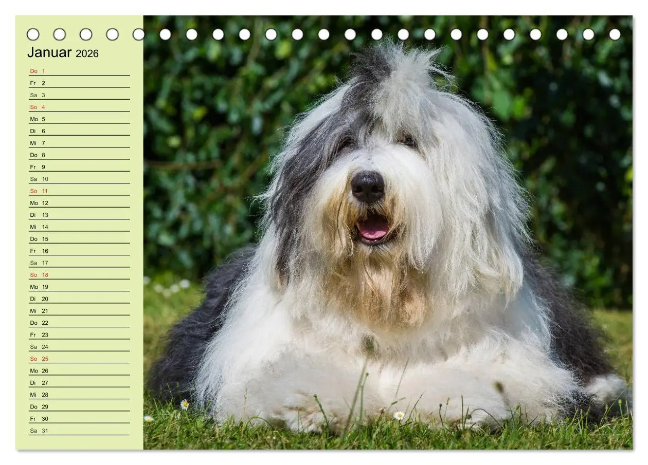 Bild: 9783516006445 | Traumhund Bobtail (Tischkalender 2026 DIN A5 quer), CALVENDO...