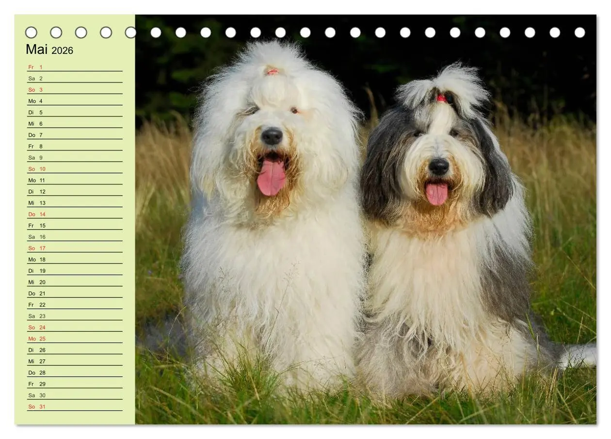 Bild: 9783516006445 | Traumhund Bobtail (Tischkalender 2026 DIN A5 quer), CALVENDO...