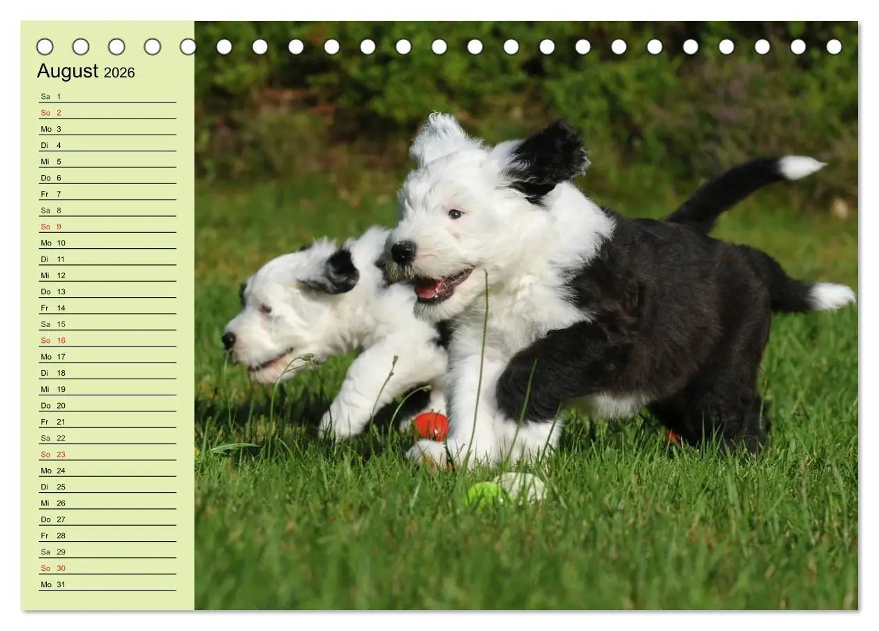 Bild: 9783516006445 | Traumhund Bobtail (Tischkalender 2026 DIN A5 quer), CALVENDO...