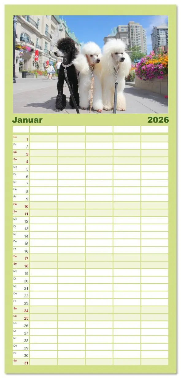Bild: 9783516616545 | Familienplaner 2026 - Pudel in der Stadt. Urbane Momente voller...