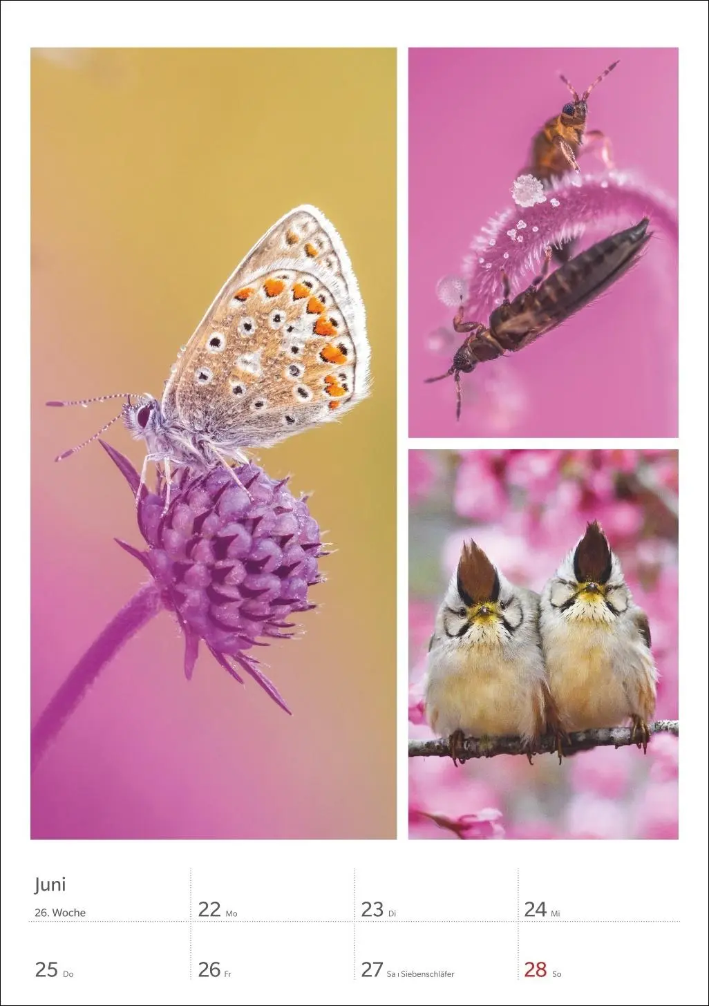 Bild: 9783840036545 | Magie der Farben Wochenplaner 2026 | Harenberg | Kalender | 54 S.