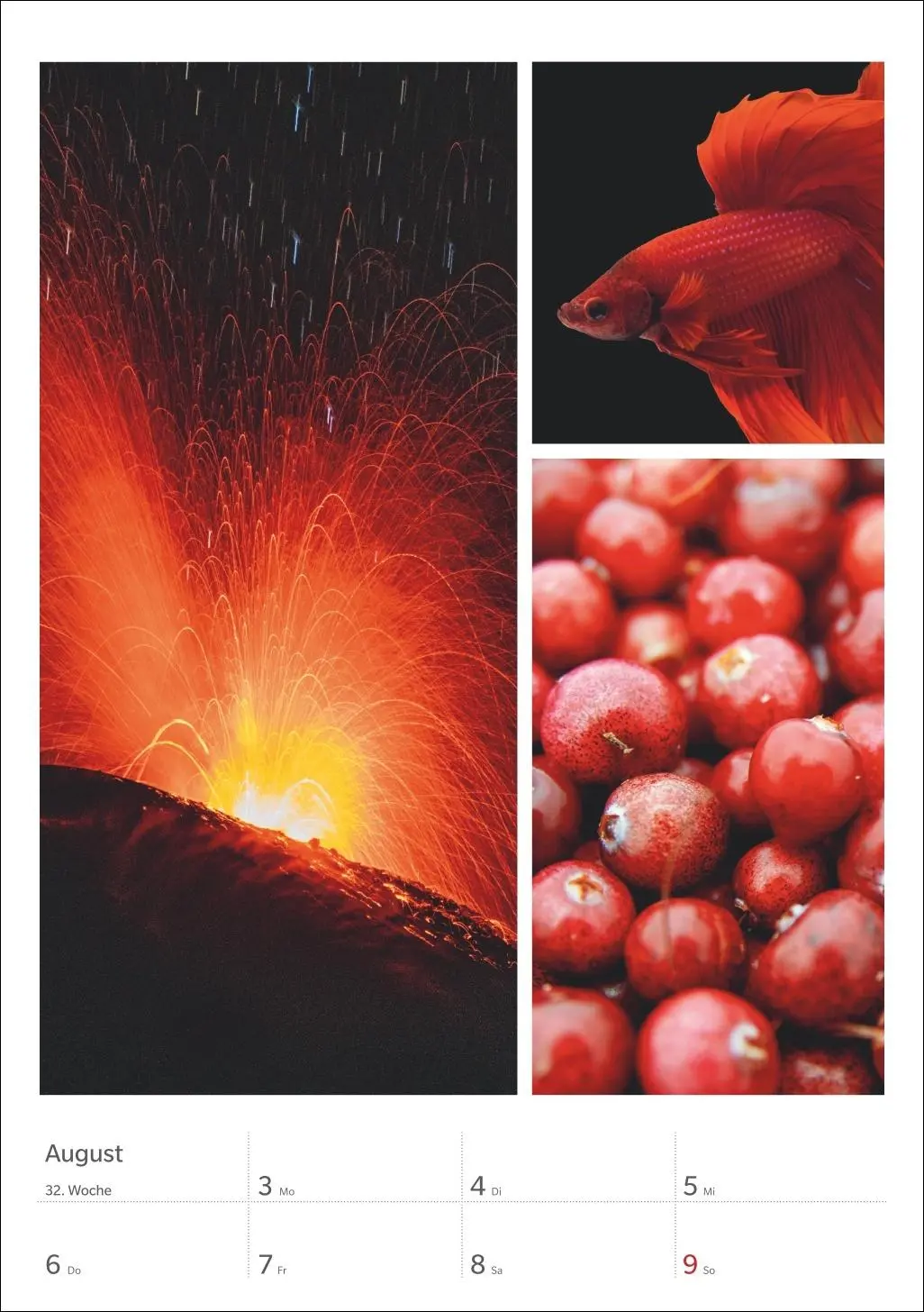 Bild: 9783840036545 | Magie der Farben Wochenplaner 2026 | Harenberg | Kalender | 54 S.
