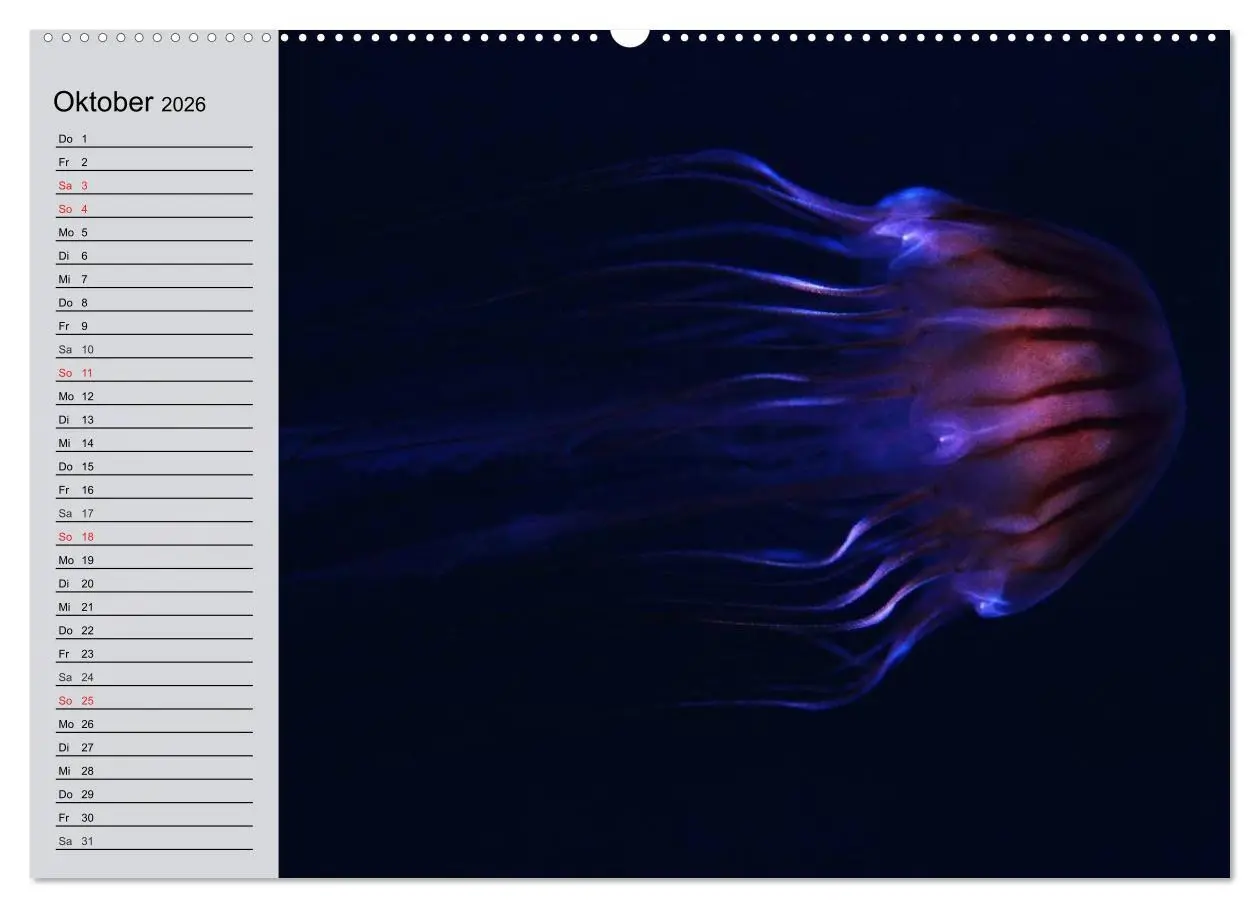 Bild: 9783457996645 | Quallen. Ätherische Wunderwesen (Wandkalender 2026 DIN A2 quer),...