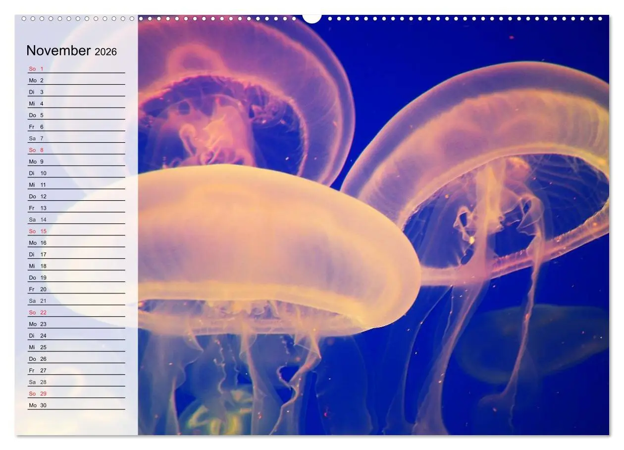 Bild: 9783457996645 | Quallen. Ätherische Wunderwesen (Wandkalender 2026 DIN A2 quer),...