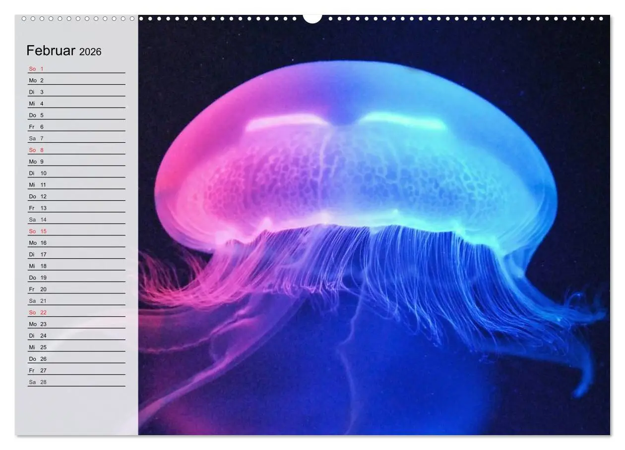 Bild: 9783457996645 | Quallen. Ätherische Wunderwesen (Wandkalender 2026 DIN A2 quer),...