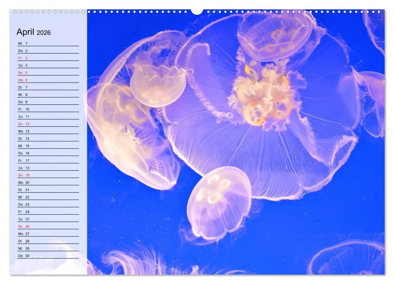 Bild: 9783457996645 | Quallen. Ätherische Wunderwesen (Wandkalender 2026 DIN A2 quer),...