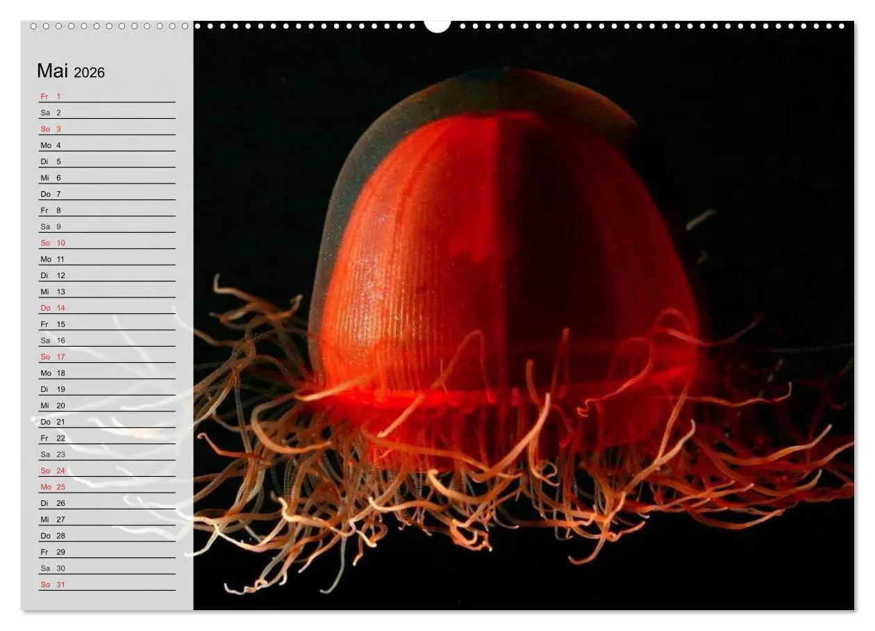 Bild: 9783457996645 | Quallen. Ätherische Wunderwesen (Wandkalender 2026 DIN A2 quer),...