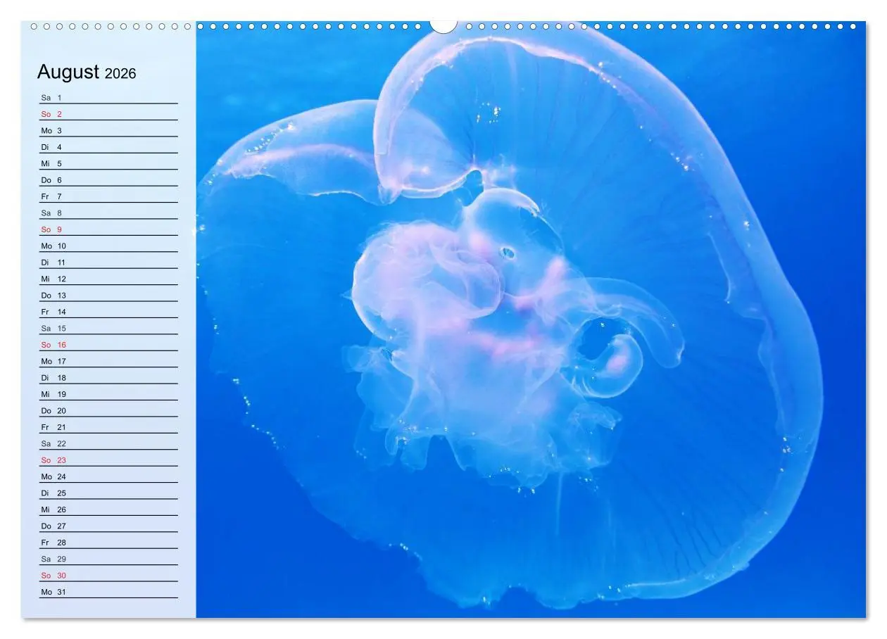 Bild: 9783457996645 | Quallen. Ätherische Wunderwesen (Wandkalender 2026 DIN A2 quer),...