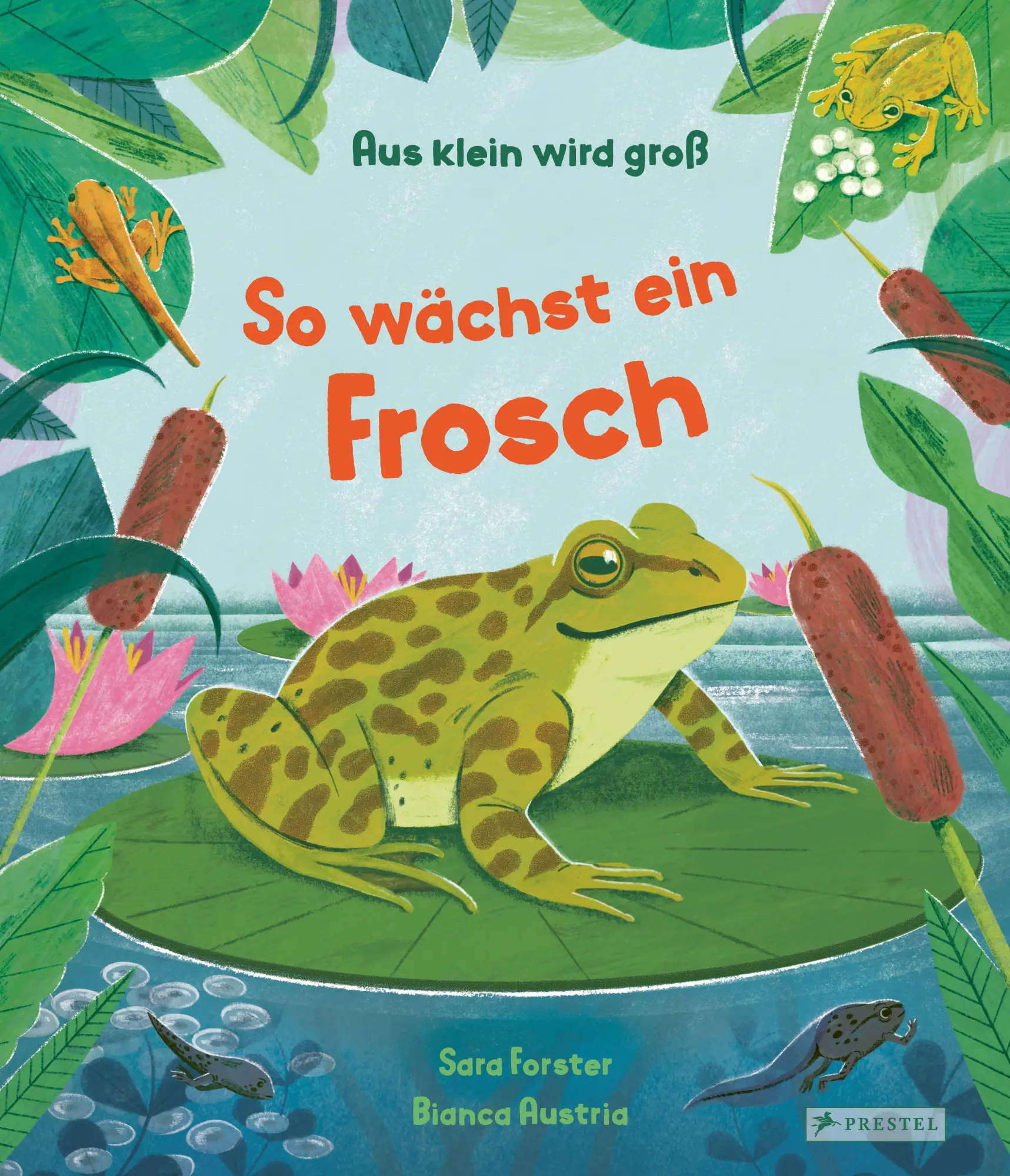 Cover: 9783791376745 | Aus klein wird groß. So wächst ein Frosch | Sara Forster (u. a.)