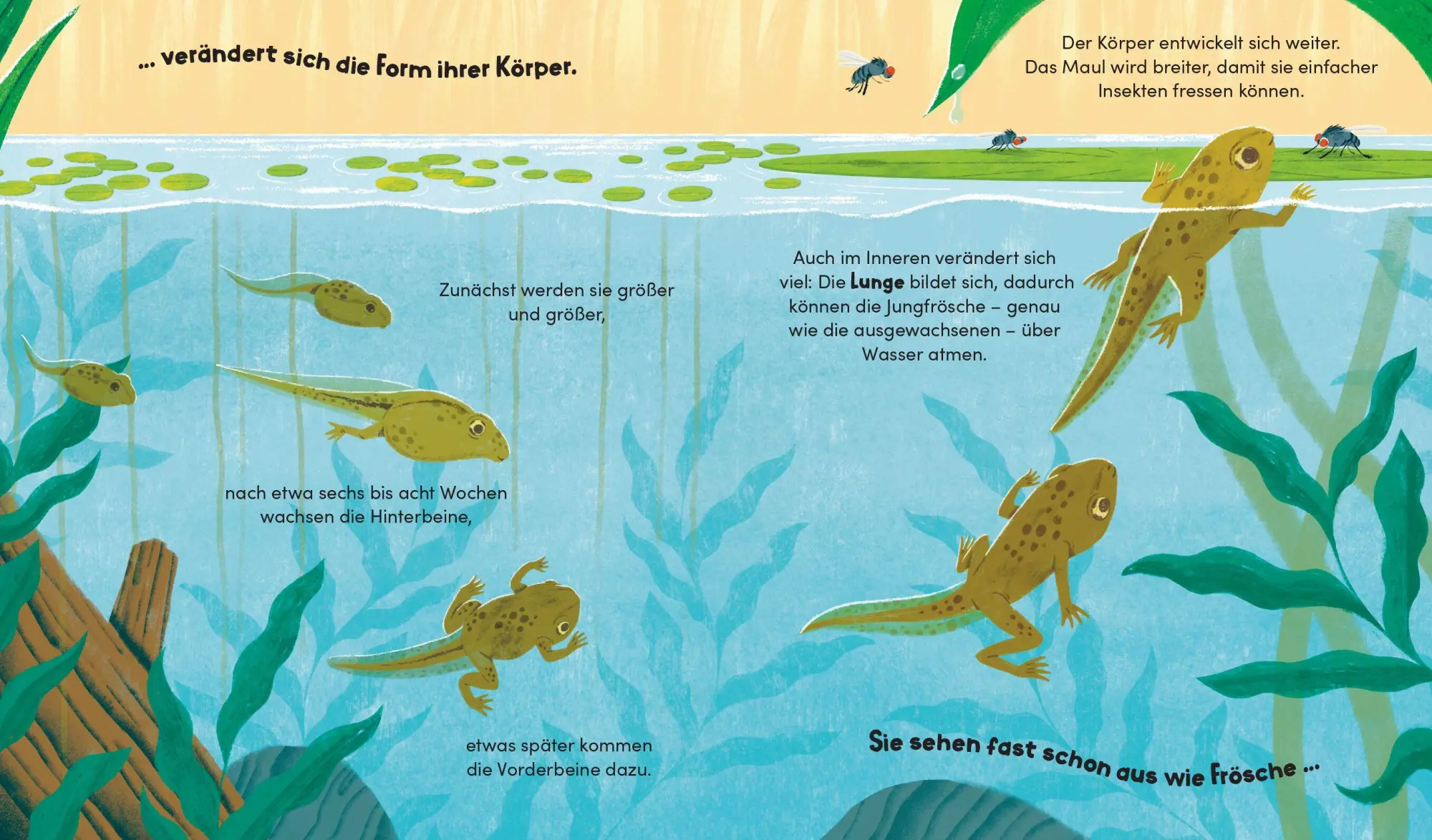 Bild: 9783791376745 | Aus klein wird groß. So wächst ein Frosch | Sara Forster (u. a.)