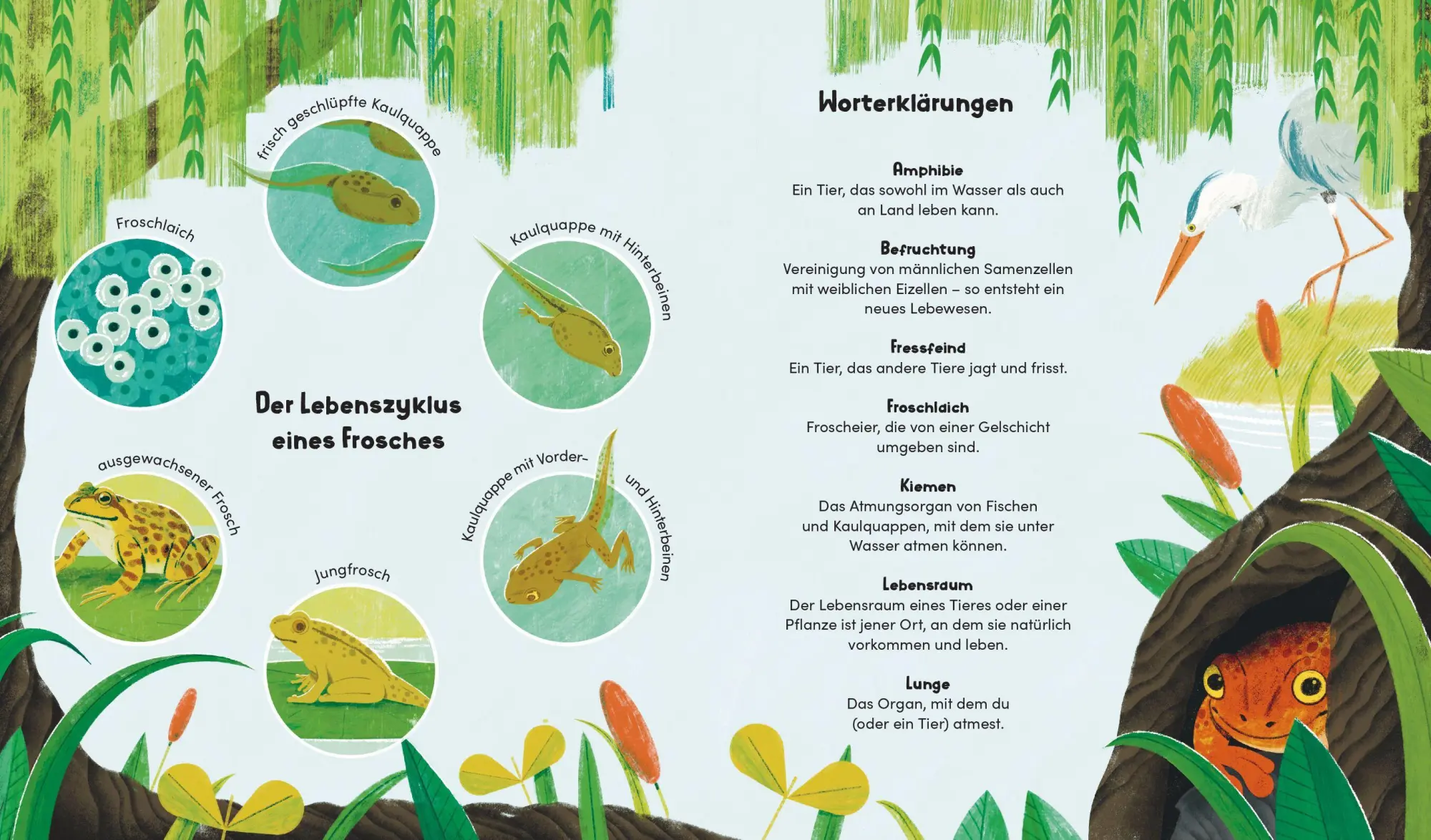 Bild: 9783791376745 | Aus klein wird groß. So wächst ein Frosch | Sara Forster (u. a.)