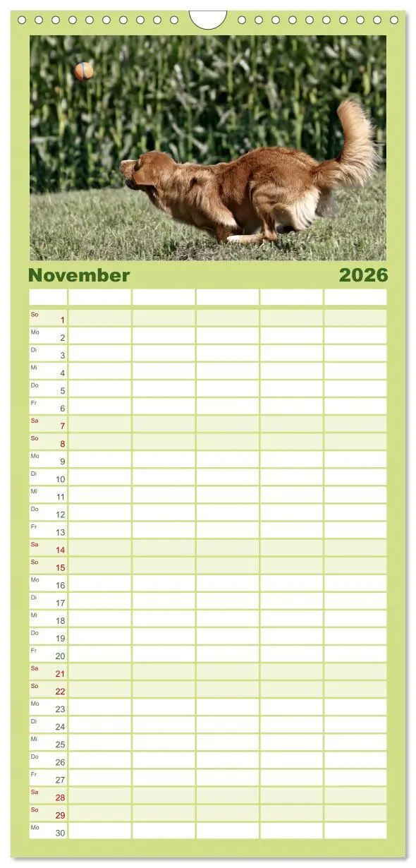 Bild: 9783516516845 | Familienplaner 2026 - Nova Scotia Duck Tolling Retriever mit 5...