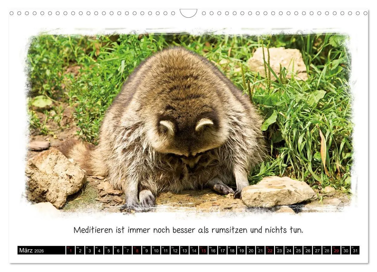 Bild: 9783516056945 | Tierisch witzig (Wandkalender 2026 DIN A3 quer), CALVENDO...