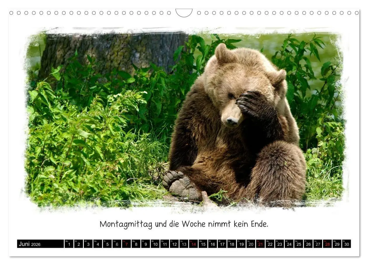 Bild: 9783516056945 | Tierisch witzig (Wandkalender 2026 DIN A3 quer), CALVENDO...
