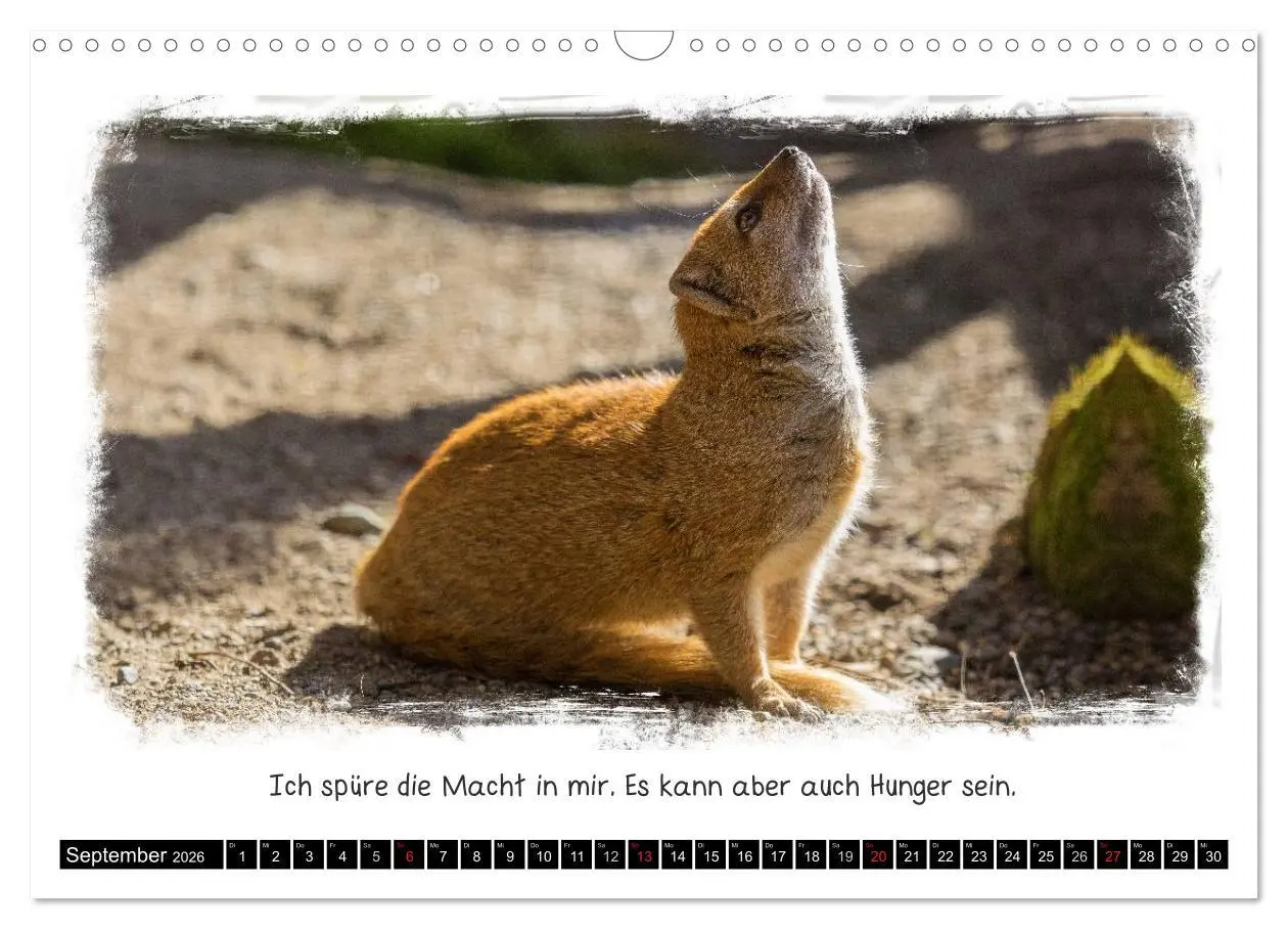 Bild: 9783516056945 | Tierisch witzig (Wandkalender 2026 DIN A3 quer), CALVENDO...