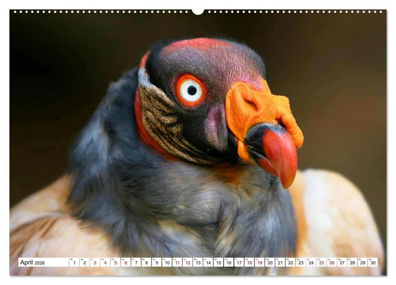 Bild: 9783457547045 | Schräge Vögel in Szene gesetzt (hochwertiger Premium Wandkalender...