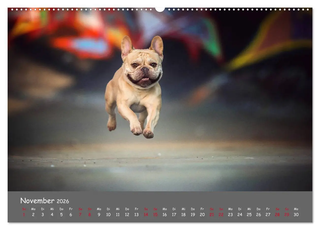 Bild: 9783457787045 | Französische Bulldogge - Clowns auf vier Pfoten (Wandkalender 2026...
