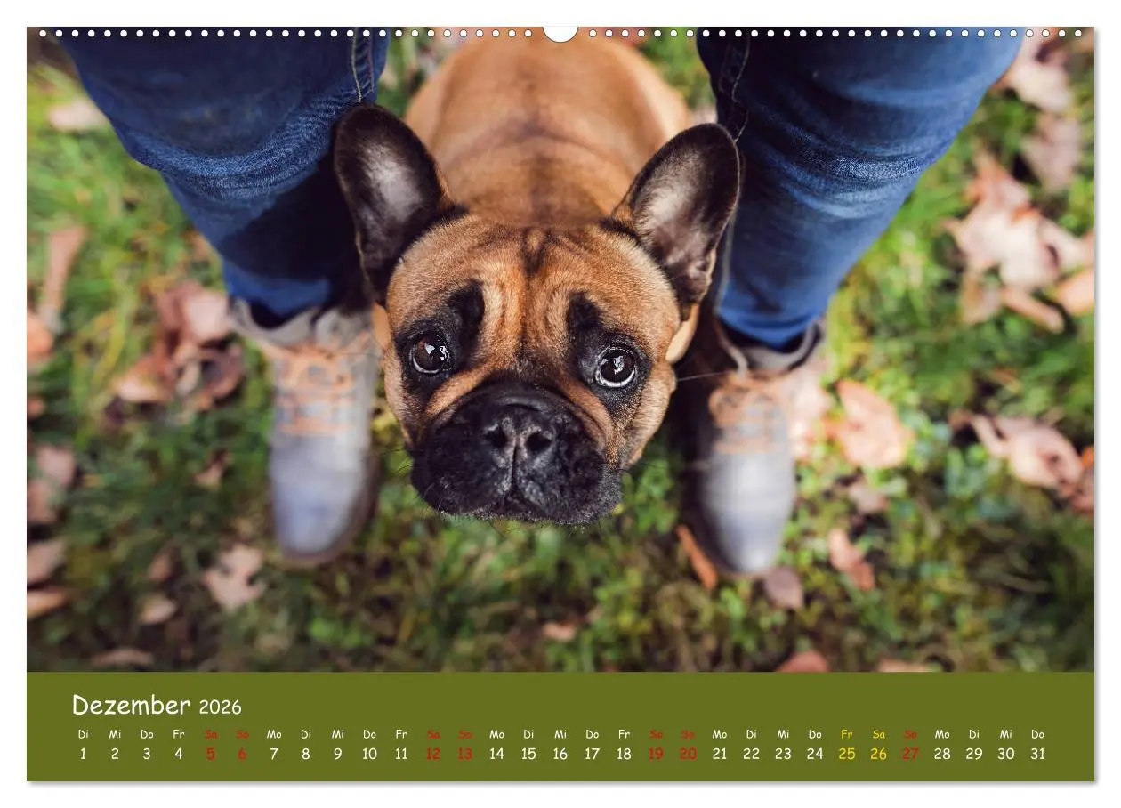 Bild: 9783457787045 | Französische Bulldogge - Clowns auf vier Pfoten (Wandkalender 2026...