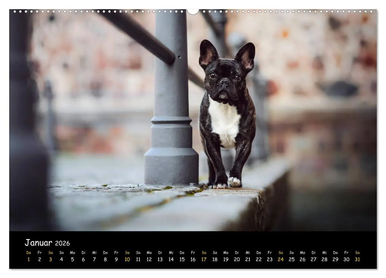 Bild: 9783457787045 | Französische Bulldogge - Clowns auf vier Pfoten (Wandkalender 2026...