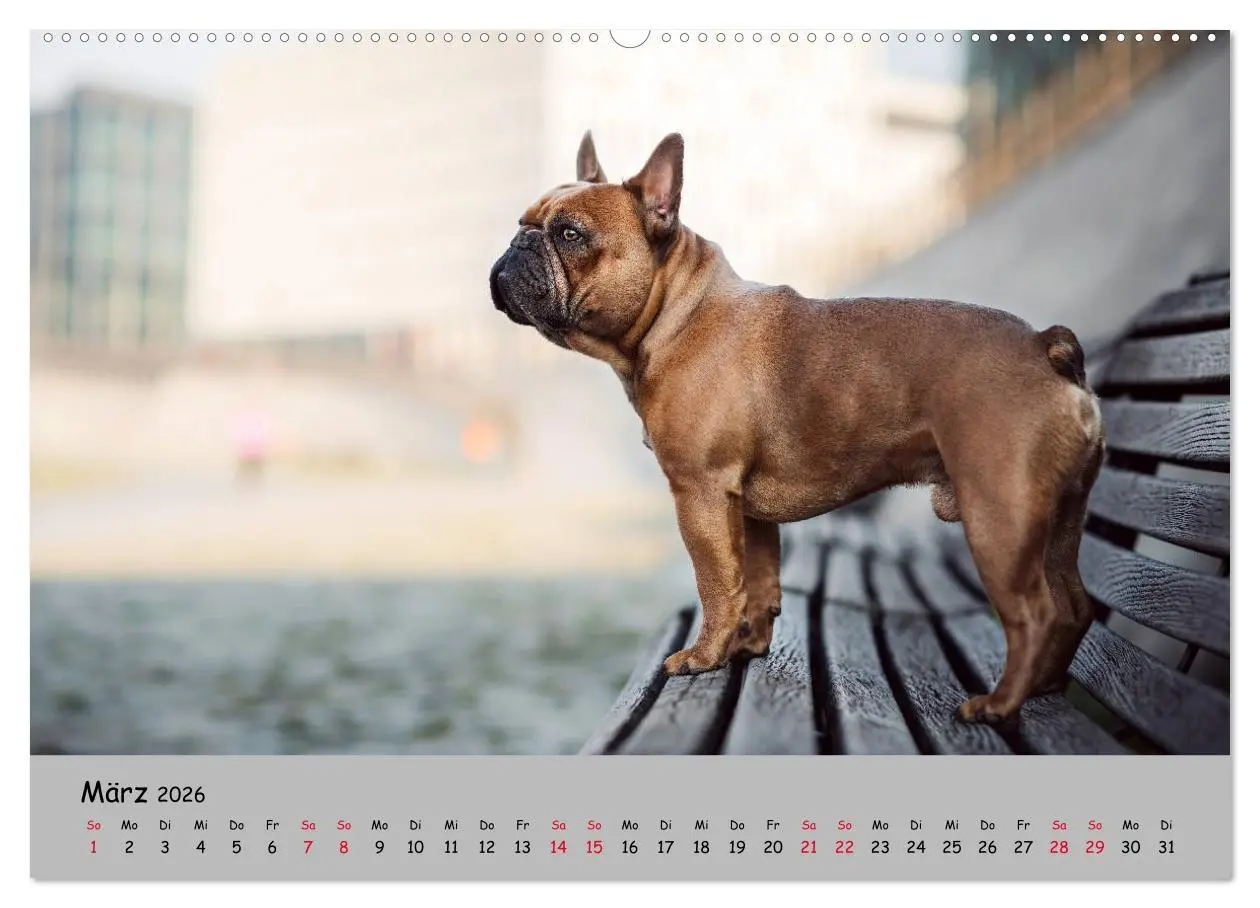 Bild: 9783457787045 | Französische Bulldogge - Clowns auf vier Pfoten (Wandkalender 2026...