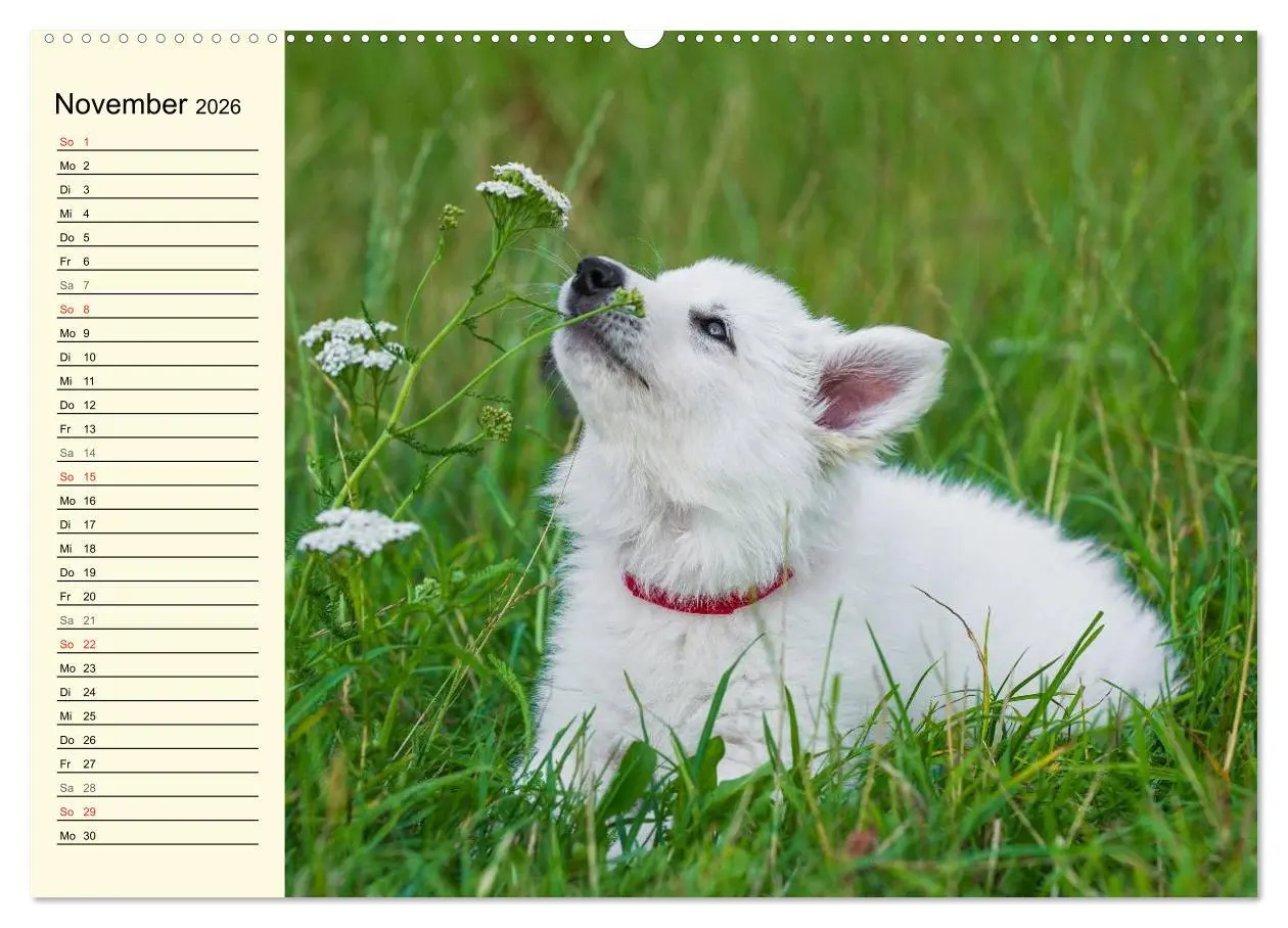 Bild: 9783516007145 | Weißer Schweizer Schäferhund - Ein Tag im Leben einer Hundefamilie...