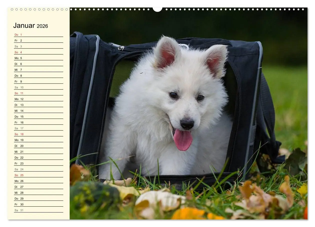 Bild: 9783516007145 | Weißer Schweizer Schäferhund - Ein Tag im Leben einer Hundefamilie...