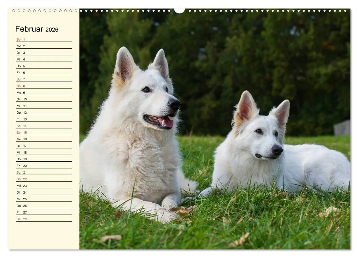 Bild: 9783516007145 | Weißer Schweizer Schäferhund - Ein Tag im Leben einer Hundefamilie...