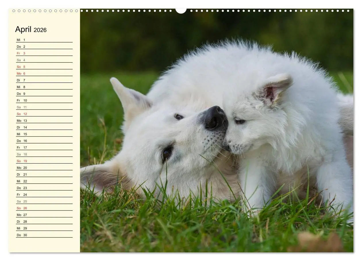 Bild: 9783516007145 | Weißer Schweizer Schäferhund - Ein Tag im Leben einer Hundefamilie...