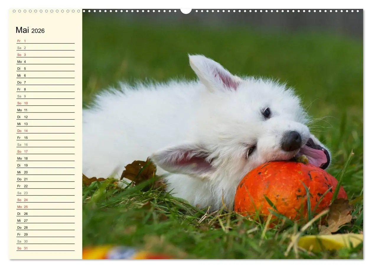 Bild: 9783516007145 | Weißer Schweizer Schäferhund - Ein Tag im Leben einer Hundefamilie...