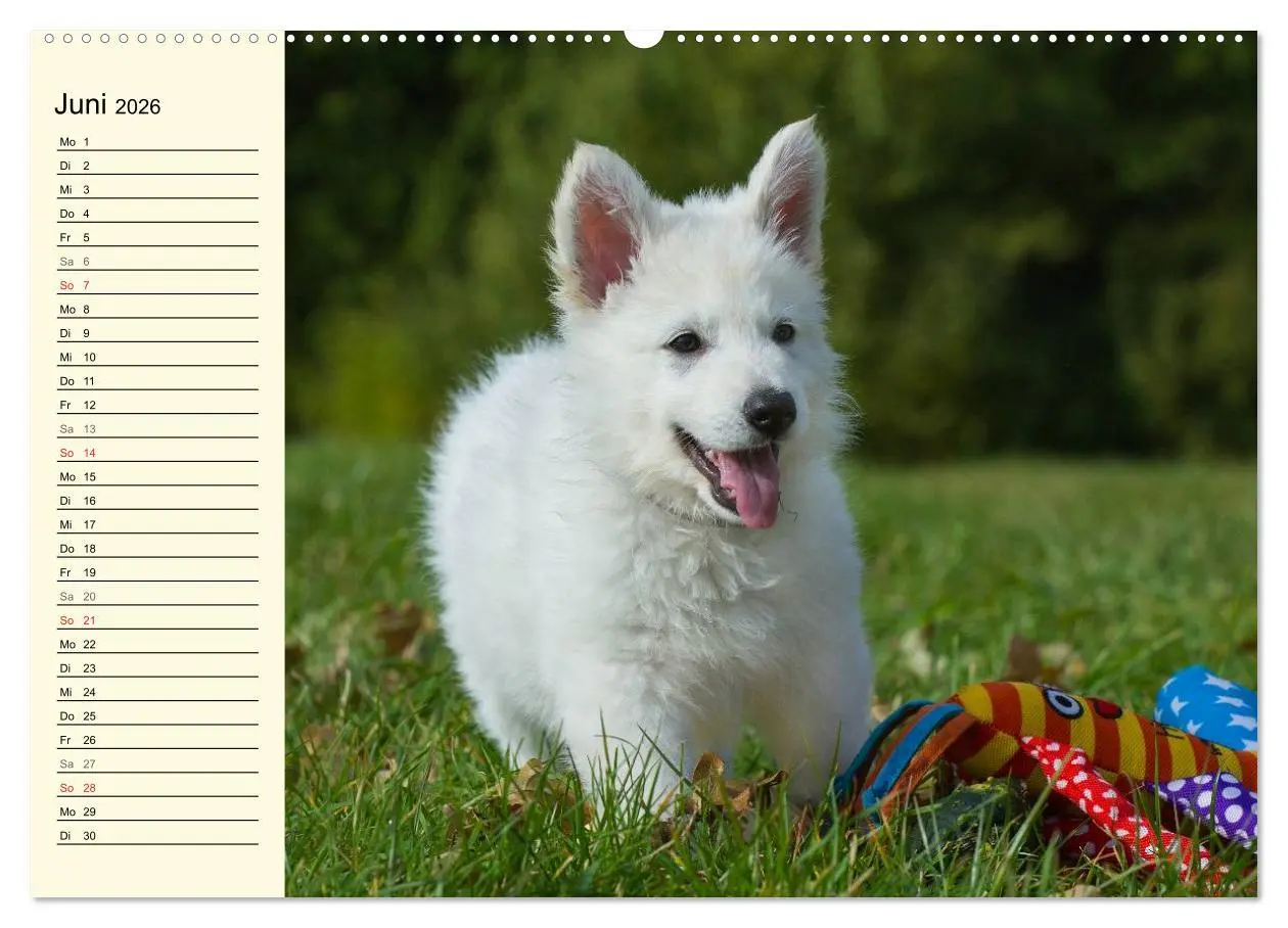Bild: 9783516007145 | Weißer Schweizer Schäferhund - Ein Tag im Leben einer Hundefamilie...