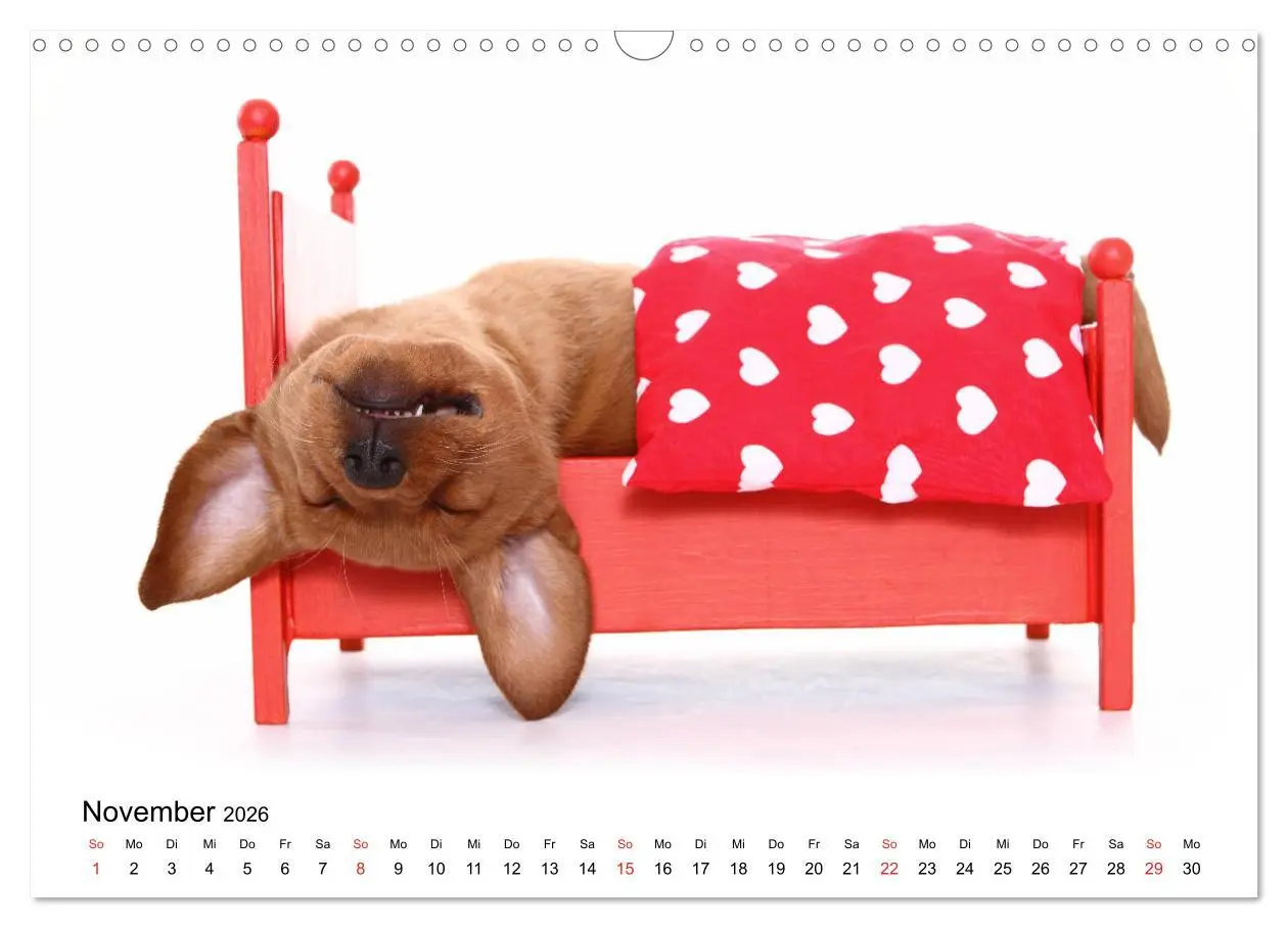 Bild: 9783457837245 | Funny Dogs (Wandkalender 2026 DIN A3 quer), CALVENDO Monatskalender