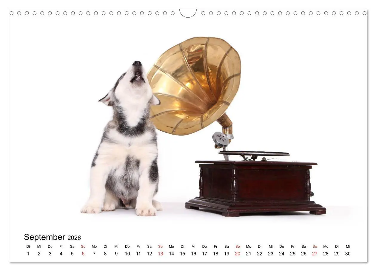 Bild: 9783457837245 | Funny Dogs (Wandkalender 2026 DIN A3 quer), CALVENDO Monatskalender