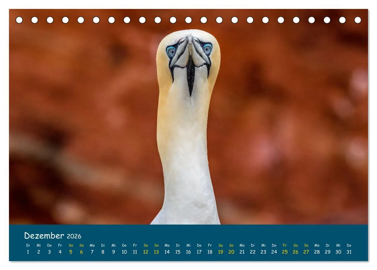 Bild: 9783457997345 | Helgoländer Basstölpel 2026 (Tischkalender 2026 DIN A5 quer),...