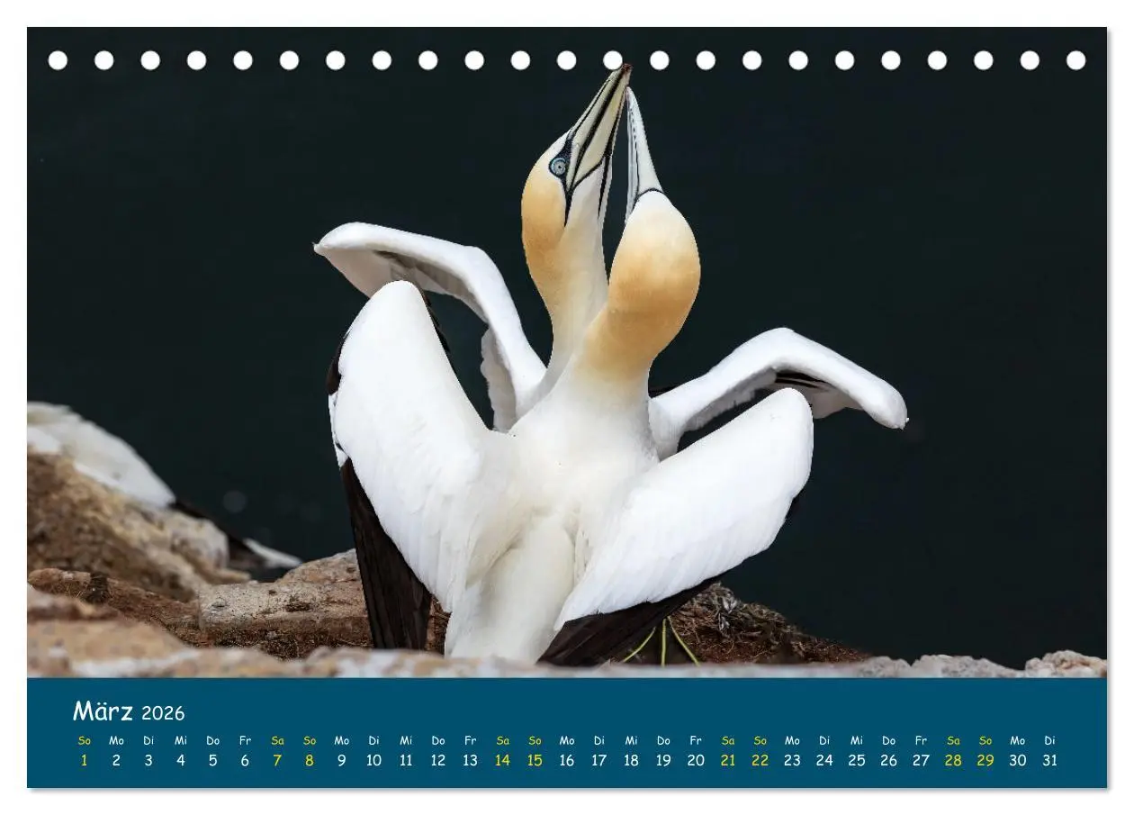Bild: 9783457997345 | Helgoländer Basstölpel 2026 (Tischkalender 2026 DIN A5 quer),...