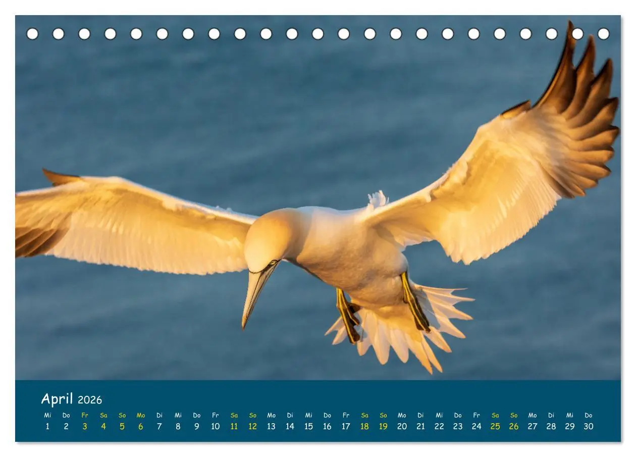 Bild: 9783457997345 | Helgoländer Basstölpel 2026 (Tischkalender 2026 DIN A5 quer),...