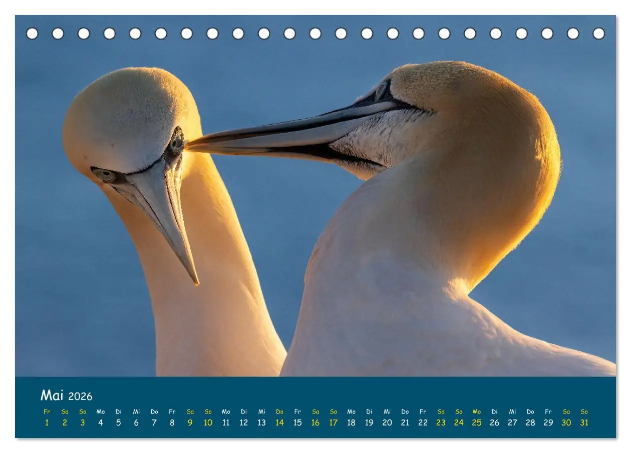 Bild: 9783457997345 | Helgoländer Basstölpel 2026 (Tischkalender 2026 DIN A5 quer),...