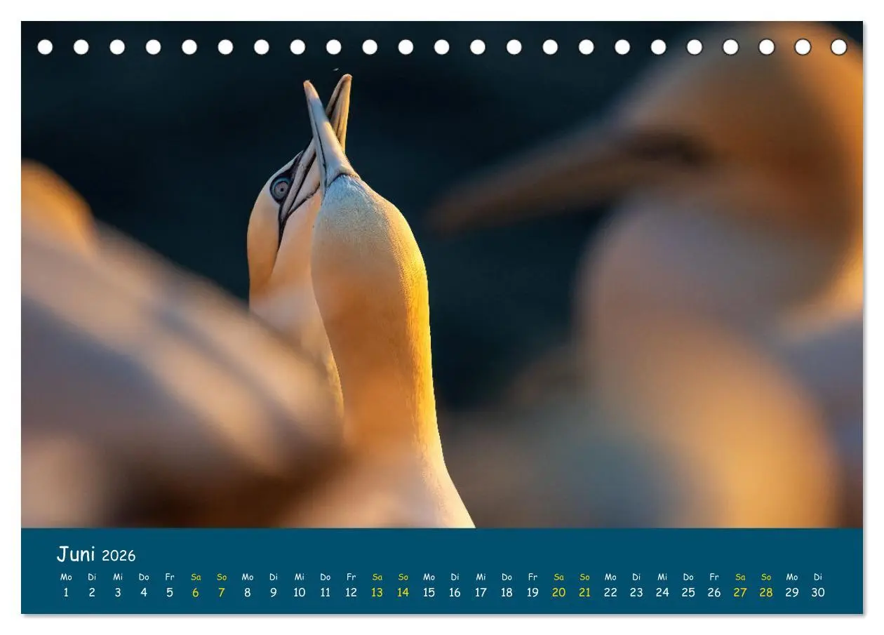 Bild: 9783457997345 | Helgoländer Basstölpel 2026 (Tischkalender 2026 DIN A5 quer),...