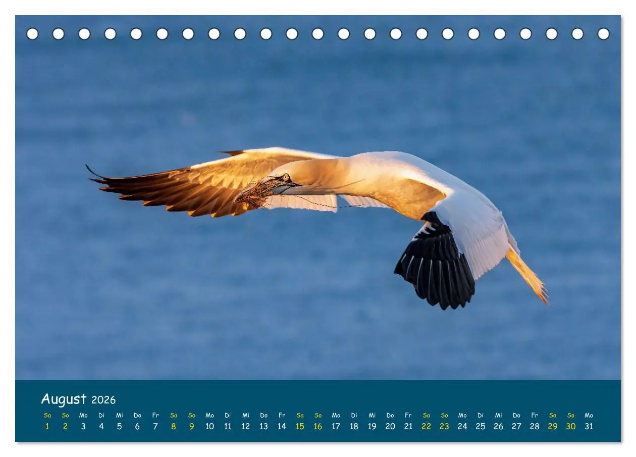 Bild: 9783457997345 | Helgoländer Basstölpel 2026 (Tischkalender 2026 DIN A5 quer),...