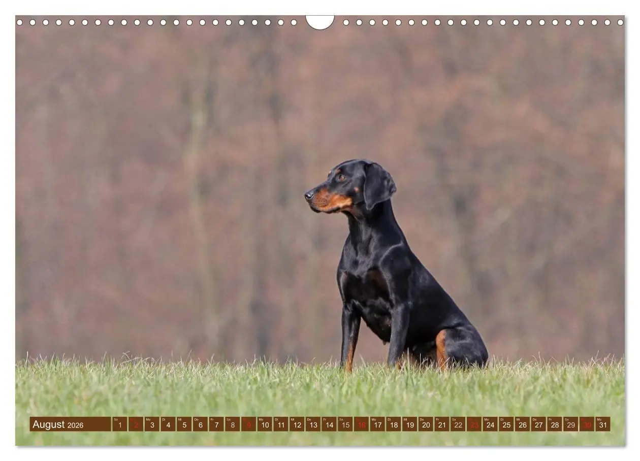 Bild: 9783516157345 | Brandlbracken (Wandkalender 2026 DIN A3 quer), CALVENDO Monatskalender
