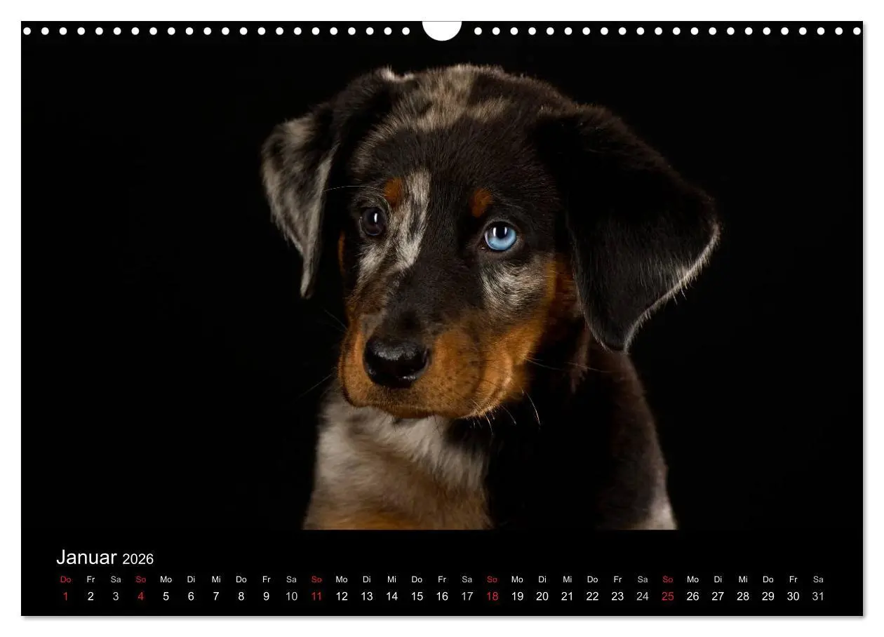 Bild: 9783516147445 | Dogs (Wandkalender 2026 DIN A3 quer), CALVENDO Monatskalender | Noack