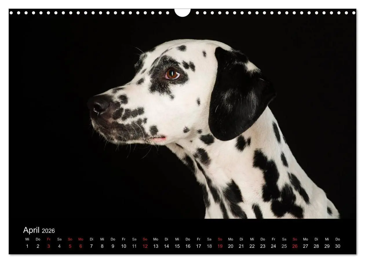 Bild: 9783516147445 | Dogs (Wandkalender 2026 DIN A3 quer), CALVENDO Monatskalender | Noack