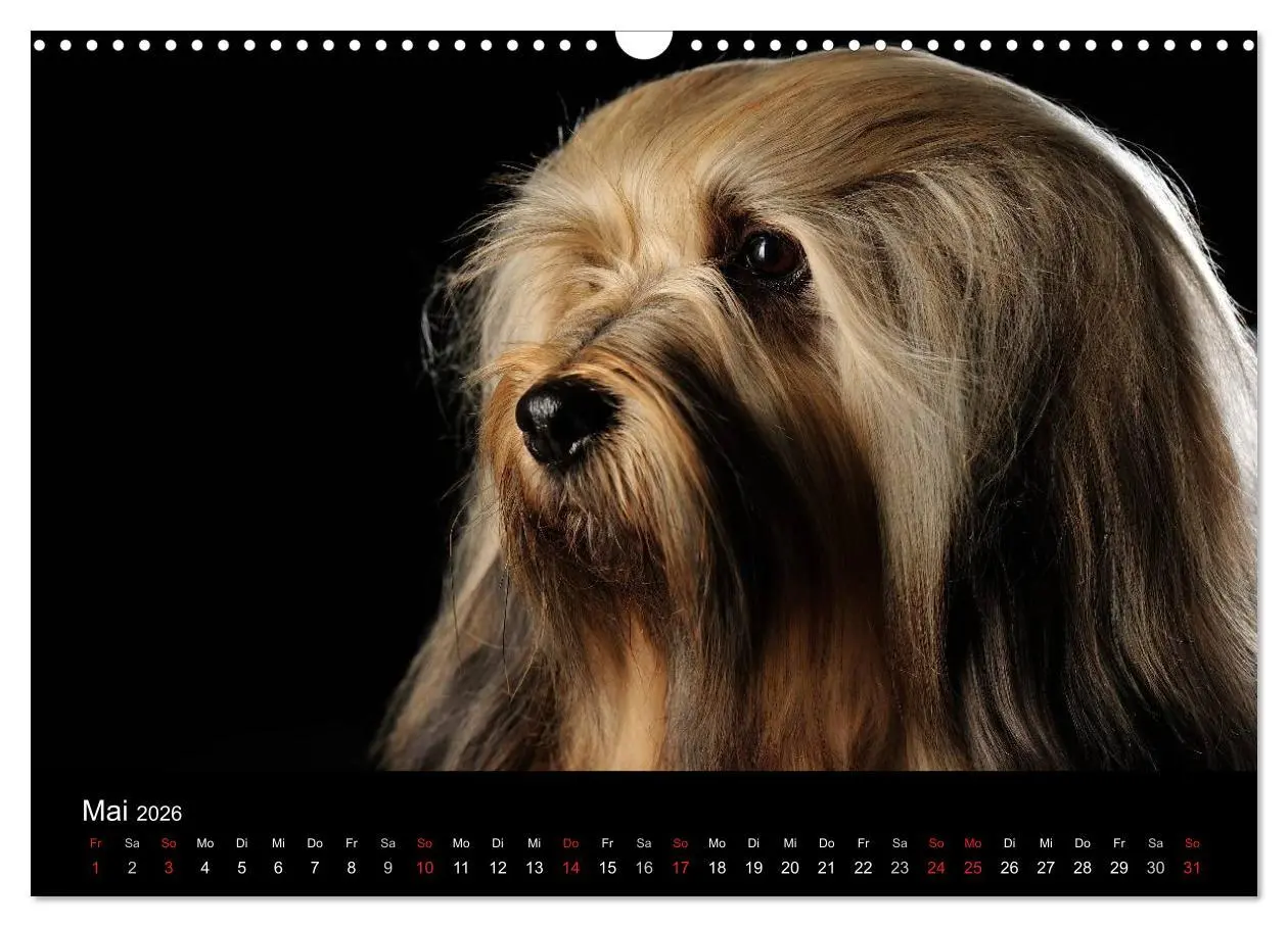 Bild: 9783516147445 | Dogs (Wandkalender 2026 DIN A3 quer), CALVENDO Monatskalender | Noack