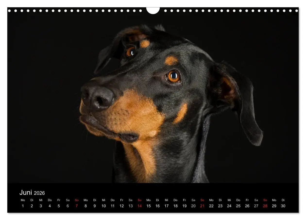 Bild: 9783516147445 | Dogs (Wandkalender 2026 DIN A3 quer), CALVENDO Monatskalender | Noack