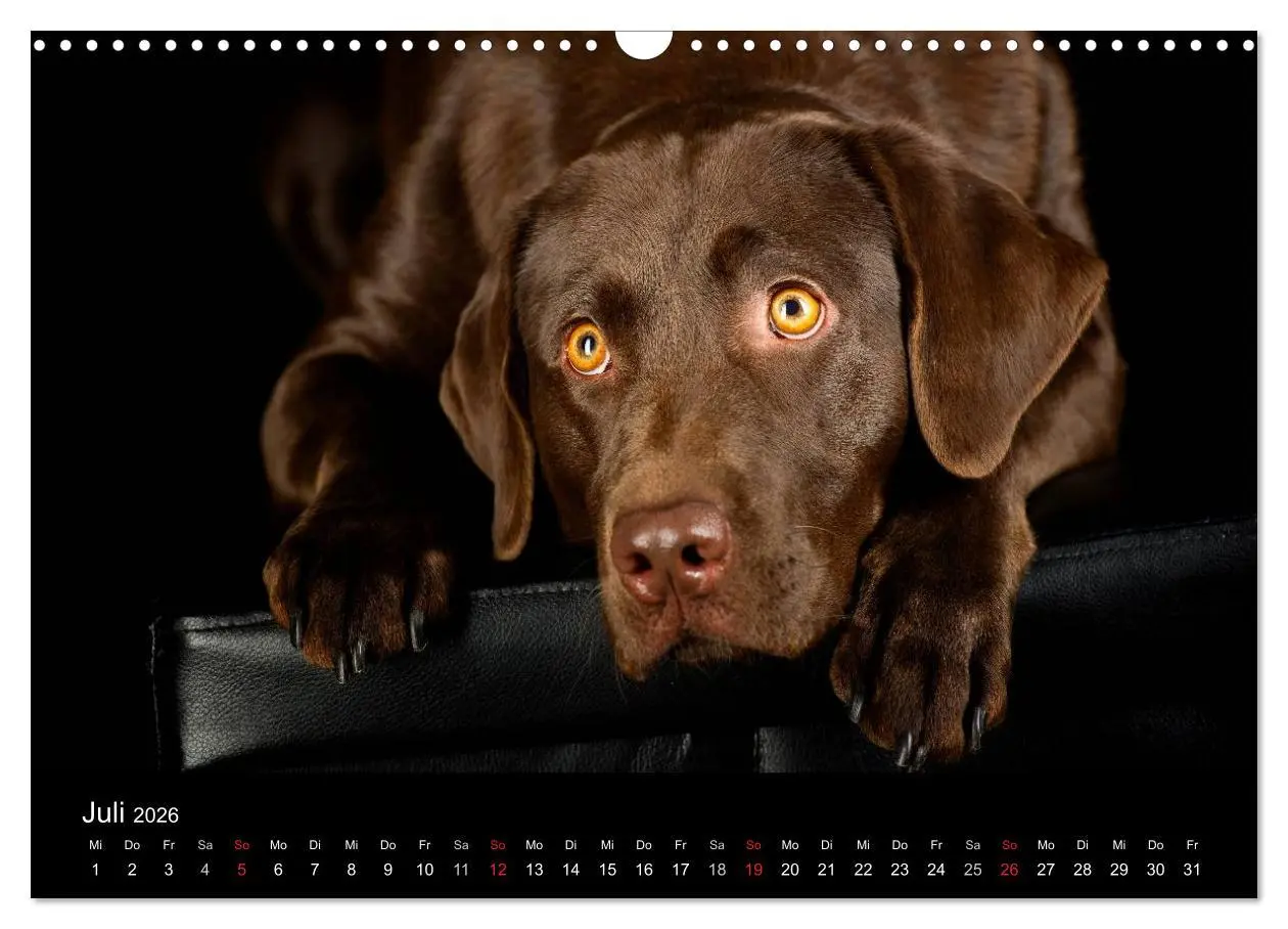 Bild: 9783516147445 | Dogs (Wandkalender 2026 DIN A3 quer), CALVENDO Monatskalender | Noack