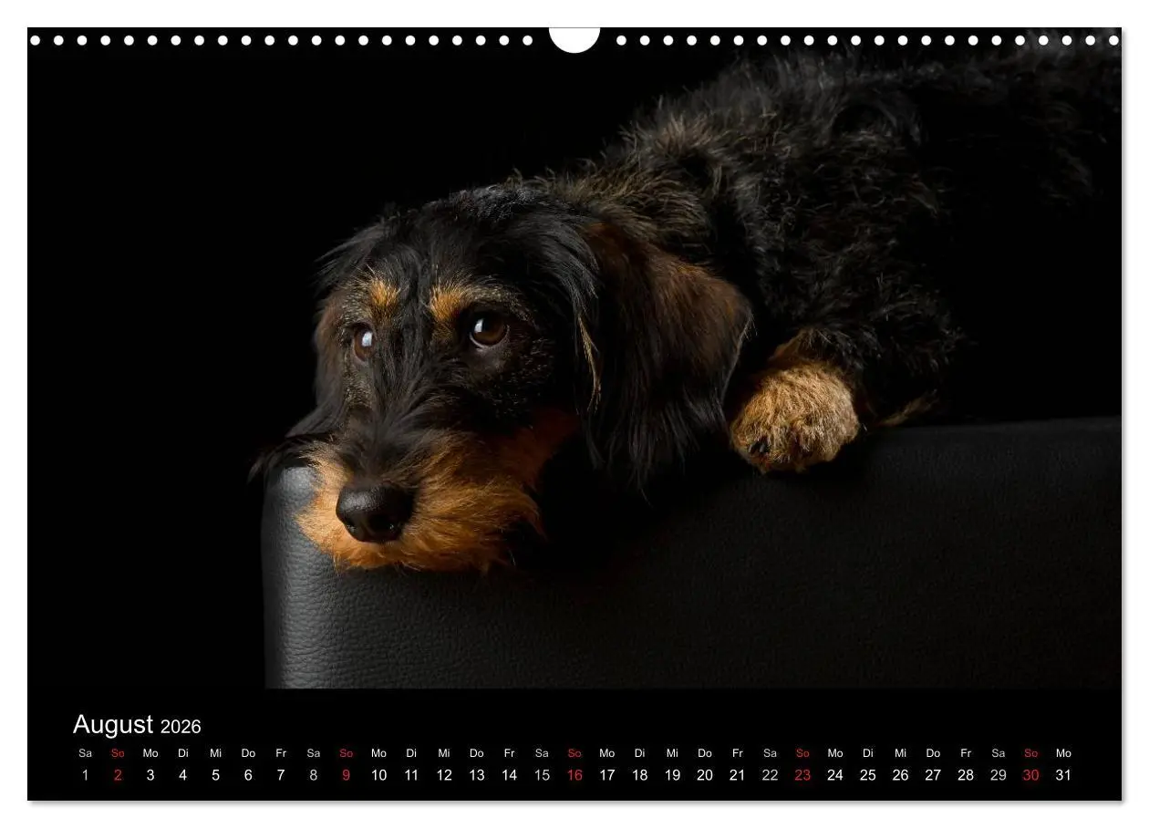 Bild: 9783516147445 | Dogs (Wandkalender 2026 DIN A3 quer), CALVENDO Monatskalender | Noack