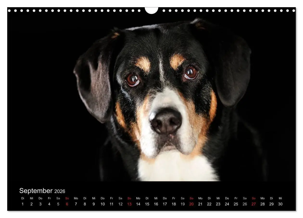 Bild: 9783516147445 | Dogs (Wandkalender 2026 DIN A3 quer), CALVENDO Monatskalender | Noack