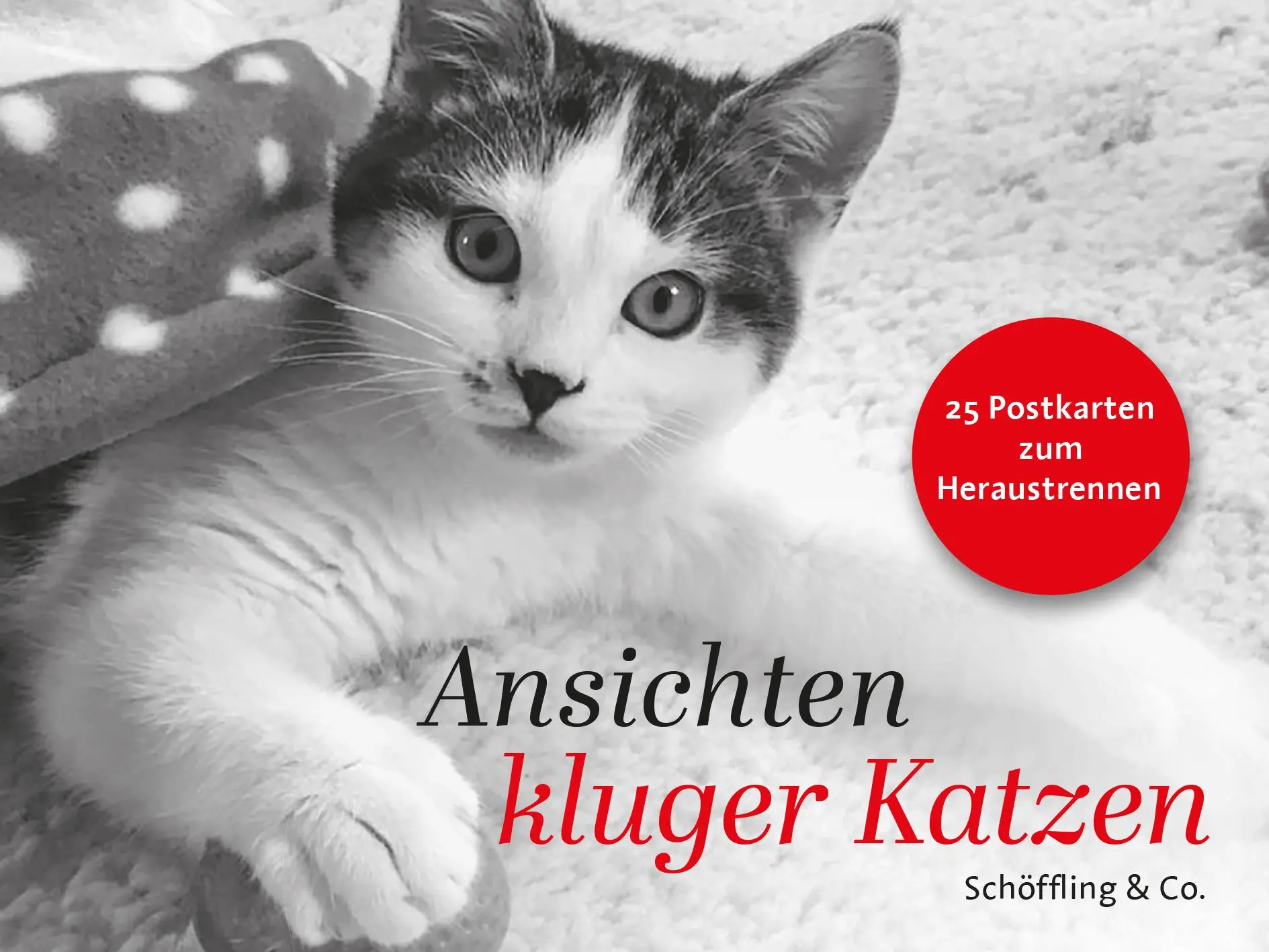 Cover: 9783895617645 | Ansichten kluger Katzen | Julia Bachstein | Taschenbuch | 25 S. | 2025