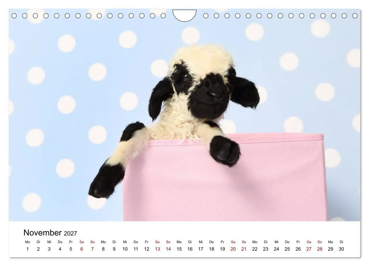 Bild: 9783569747845 | Walliser Schwarznasenschaf Valais Blacknose Sheep (Wandkalender...