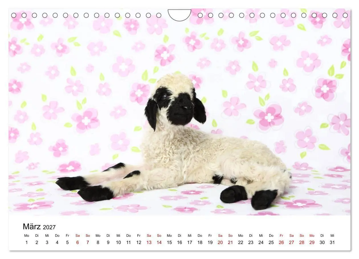 Bild: 9783569747845 | Walliser Schwarznasenschaf Valais Blacknose Sheep (Wandkalender...