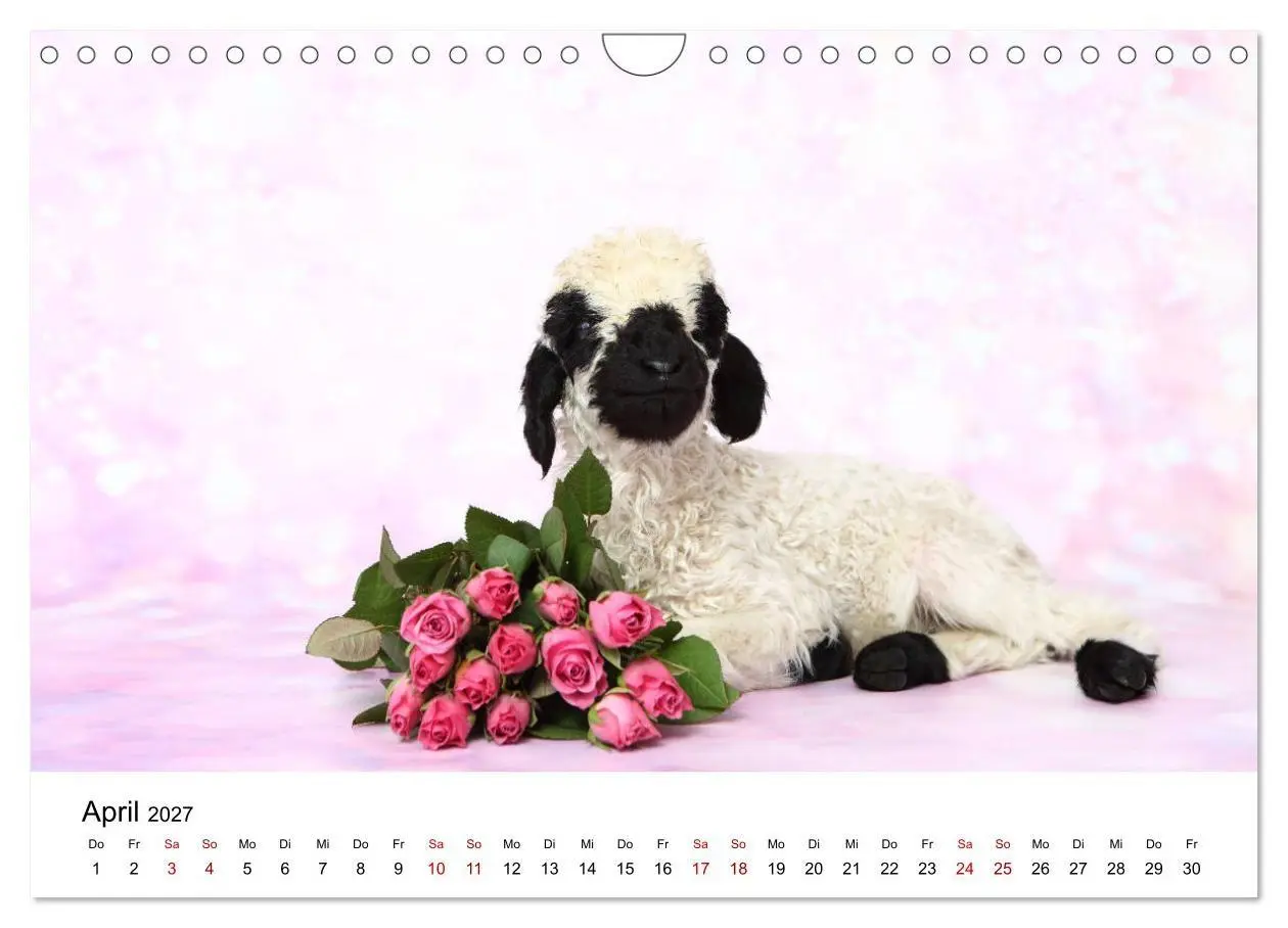 Bild: 9783569747845 | Walliser Schwarznasenschaf Valais Blacknose Sheep (Wandkalender...